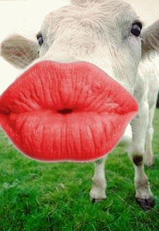   je t aime
